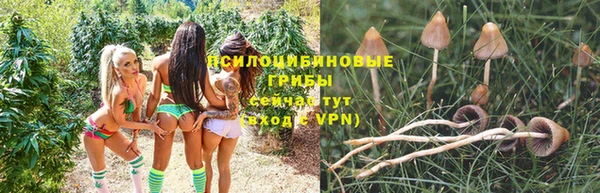 сатива Куйбышев